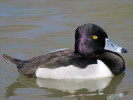 Ring-Necked Duck (WWT Slimbridge March 2011) - pic by Nigel Key